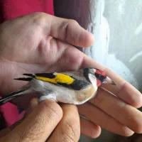 سهره|پرنده|زیویه, |دیوار