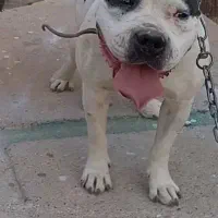 امریکن پیت بول ماده نزدیک فحل یا معاوضه...|سگ|شیراز, شاپورجان|دیوار