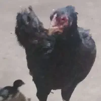 مرغ لاری 5تا جوجه داره نمیدم فقط مرغ است