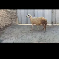 بره ماده بشرط لخت شدن لنگه دوقلو دست وپادار