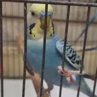 جوجه مرغ عشق