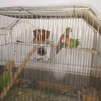 ۳ تا طوطی برزیلی مولد|پرنده|قیدار, |دیوار