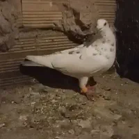 کبوتر پرشی. زرد .سار .سفید.|پرنده|مشهد, شهید احمدی روشن|دیوار