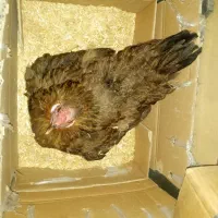 مرغ کرچ محلی اصل|حیوانات مزرعه|کهنوج, |دیوار