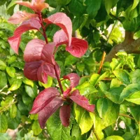 خانه-ویلایی