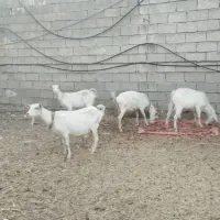 بز و کره نر سنا|حیوانات مزرعه|خفر, |دیوار