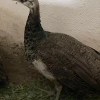 جوجه طاوس نر و ماده|پرنده|ماسال, |دیوار