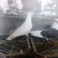 کبوتر