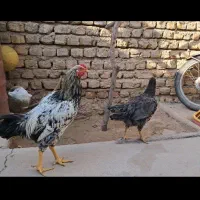 دورگه یه جفت مرغ وخروس