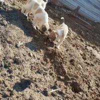 توله سگ افغان