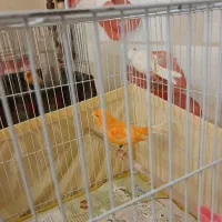 سه جفت قناری سرخ و چهار عدد نر و ماده اماده