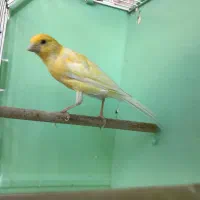 قناری (توضیحات)|پرنده|اردبیل, |دیوار