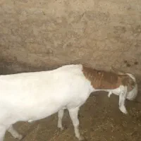 بز آبستن|حیوانات مزرعه|کشکوئیه, |دیوار