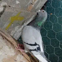 کفتر|پرنده|شیراز, سلطان آباد|دیوار