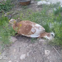 بوقلمون کرچ