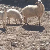 فروش میش وبره