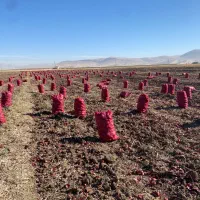 پیاز قرمز