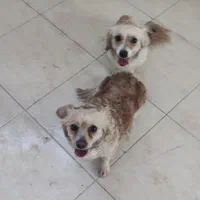 سگ پاپی شیتزو اشپیتز|سگ|اصفهان, باغ فدک|دیوار