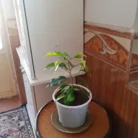 گل های بنجامین|گل و گیاه طبیعی|قیدار, |دیوار