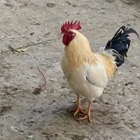 خروس جوان
