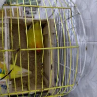 طوطی برزیلی