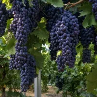 میوه سرای پهلوان(آنلاین شاپ)