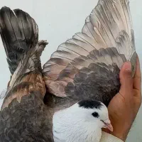 کبوتر کلاغ کربلایی کرواتی طاووسی کرمان