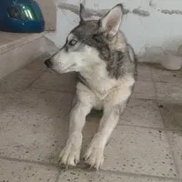 سگ هاسکی ۱نیمسال چشمآبی باهوش خوشگلآمادهجفتگیری