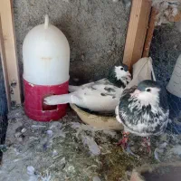 سه جفت بهبونی