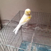 قناری گلستر معاوضه