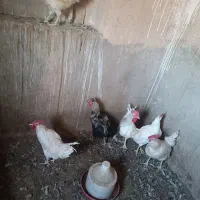 نیمچه خروس|حیوانات مزرعه|یزد, |دیوار