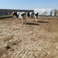 گاو شیری صنعتی