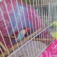 مرغ عسق دستی نر