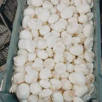 قارچ|عمده‌فروشی|تهران, چیتگر جنوبی|دیوار