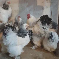 جوجه گلین، برهما لایت و ویاندوت|حیوانات مزرعه|خمینی‌شهر, |دیوار