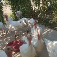 بوقلمون سفید کوردی|حیوانات مزرعه|کرمانشاه, |دیوار