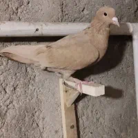 نر زرد نر دم نقره ای|پرنده|کرمان, |دیوار