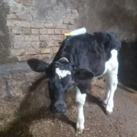 گوساله نر شیر خوار|حیوانات مزرعه|مهربان, |دیوار