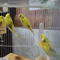 ۴ جفت مرغ عشق جوان نژاد دار|پرنده|داراب, |دیوار