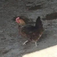 مرغ گلین بومی خروس گلین|حیوانات مزرعه|خمینی‌شهر, |دیوار