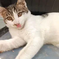 واگذاری بچه گربه خانگی خانگی