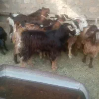 تعدادی کهره نر