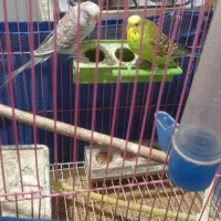 مرغ عشق|پرنده|خوی, |دیوار