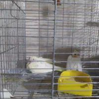 عروس هلندی با جوجه|پرنده|محلات, |دیوار