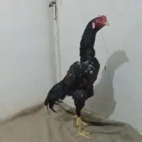 خروس لاری