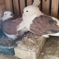 کبوتر پرشی|پرنده|اصفهان, ارزنان|دیوار