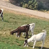 بز پاکستانی و افغانی