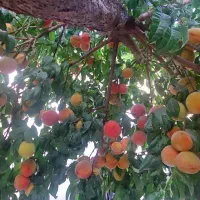 خانه ویلایی ۸۵متری باقرآباد|فروش خانه و ویلا|قرچک, باقرآباد|دیوار