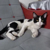 دوتا گربه نر واکسن خورده ملوس و برفی