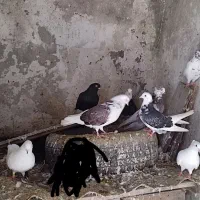 کبوتر خوشگل پرشی نشاندار جفتی|پرنده|رشت, گیل|دیوار